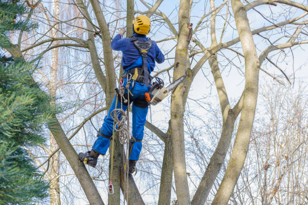 How Our Tree Care Process Works  in  Marion, KY